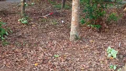 20.11.2025 Anzac Park