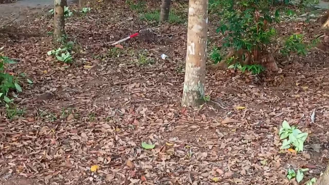 20.11.2025 Anzac Park