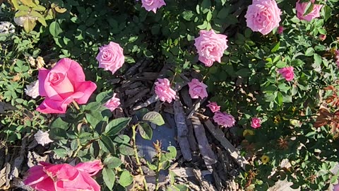 Belinda's Dream Hybrid Tea Roses in the Sunday Morning Sun