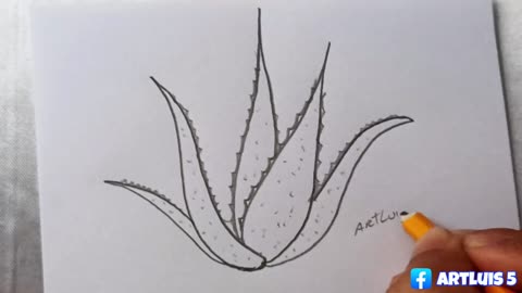 How to draw an aloe vera plant