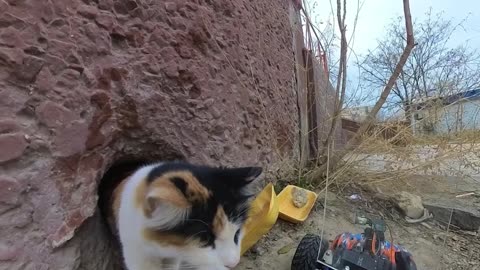 RC Box Car Feeds Stray Cats In Kazakhstan