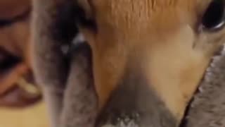 A fawn was trampled by its mother shortly after birth.