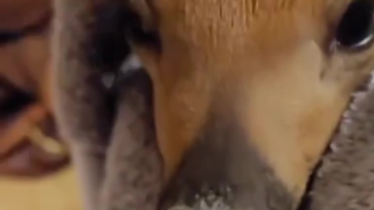 A fawn was trampled by its mother shortly after birth.