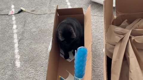 Cute Precious Piper Has a Nice Narrow Box - My Adopted Shelter Cat Vlog