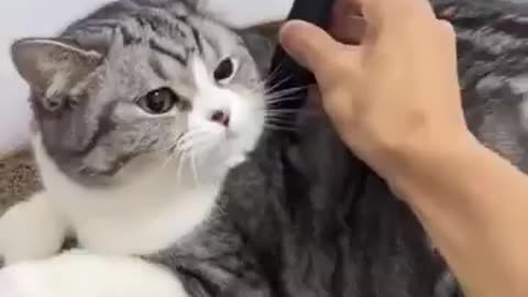 Cute cats
