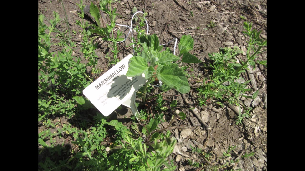 Elements Of Water Marshmallow May 2023