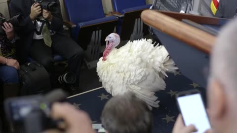 THROWBACK to some of the most legendary presidential turkeys in POTUS & FLOTUS history