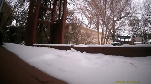 Feral Or Outdoor Cats Filmed By Haza PR800 Wild Camera, Dearborn, Michigan, February 14 To 18, 2025