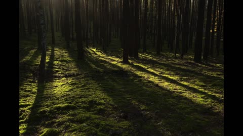 Mossy Forest Ambience | 8 Hours of Coqui Frogs for Sleep, Relaxation, and Meditation