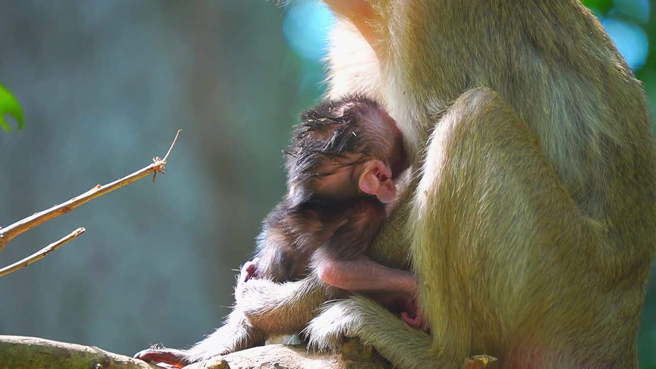 Beautiful Golden Mom Give the Best Care For Newborn Baby Monkey ERICA