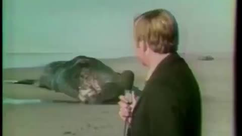Love All Life Always #285 - A Whale Of A Story! Remembered And Celebrated Still From 1970. BOOM!
