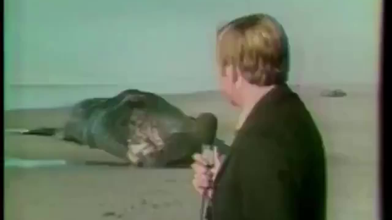 Love All Life Always #285 - A Whale Of A Story! Remembered And Celebrated Still From 1970. BOOM!