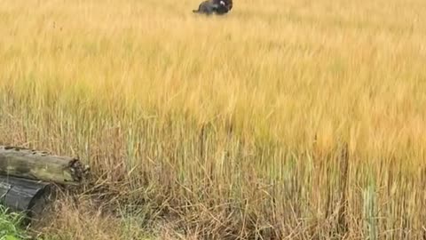 Staffy Prances Through the Field