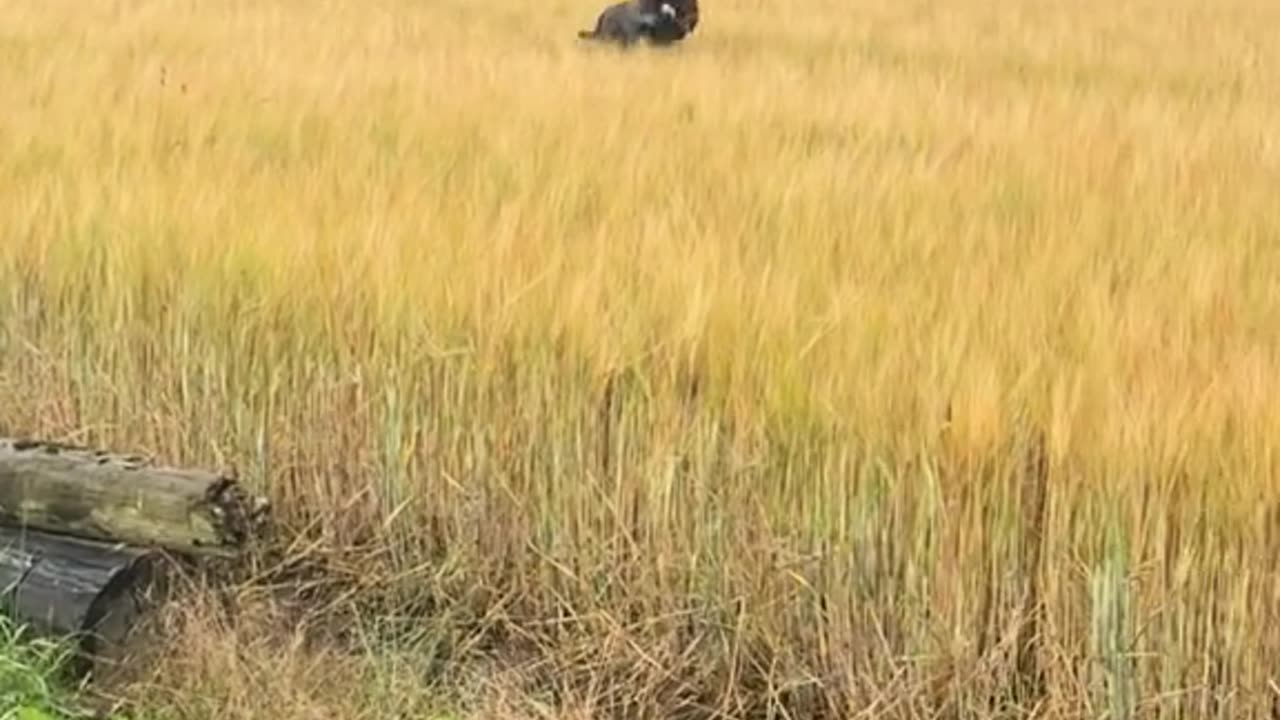 Staffy Prances Through the Field