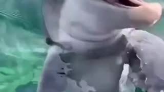 Beautiful sea creatures Ocean creatures Animals beautiful