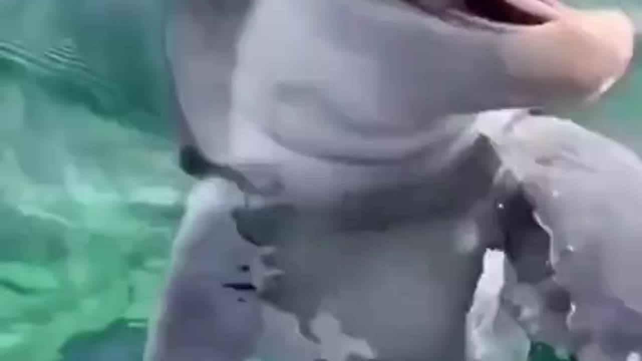 Beautiful sea creatures Ocean creatures Animals beautiful