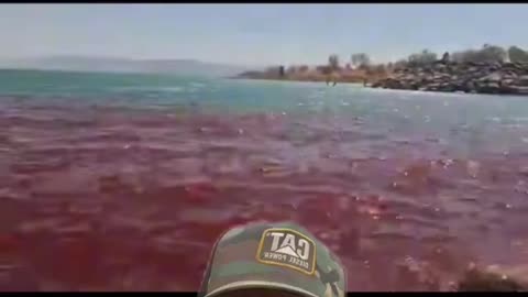 The Dead Sea turns red and marine life found deceased along the shore
