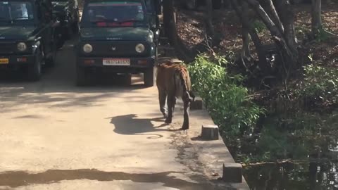 Tiger Bathing