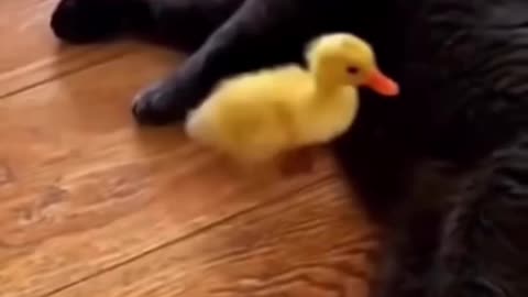 The Relationship Between Cats and Birds 😺🕊️ | Funny & Cute Animal Moments