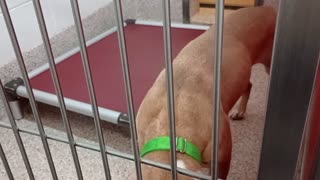 Beans 4y A861707 kennel 57 pod 3 PACC shelter he's my buddy Was Slow night, lovely focus❤️2025926952