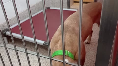 Beans 4y A861707 kennel 57 pod 3 PACC shelter he's my buddy Was Slow night, lovely focus❤️2025926952