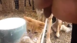 😂🐾 You Won't Believe This Fresh Water Animal Moment! | FunFM