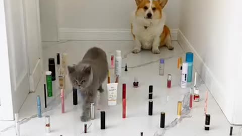 Dog and Cat games