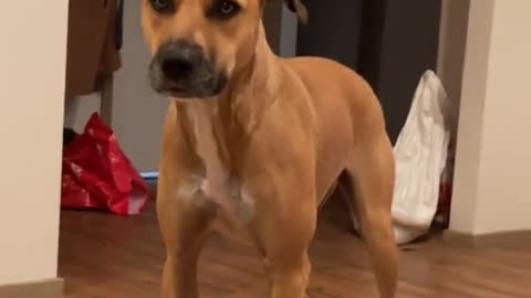 Puppadog Videos
