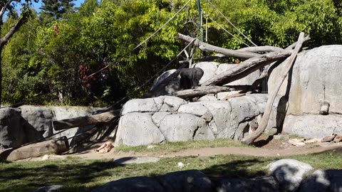 Gorillas at the San Diego Zoo