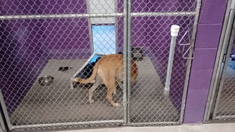 Tanner 1y Pet Id 944937 kennel 16 HSSAZ shelter Tanner's jumpy-barky round unusual noises20251205967