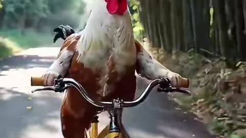 A chicken is learning to ride a bicycle