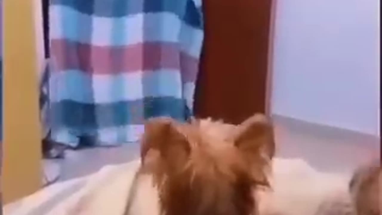 Funny animal video😁🤣