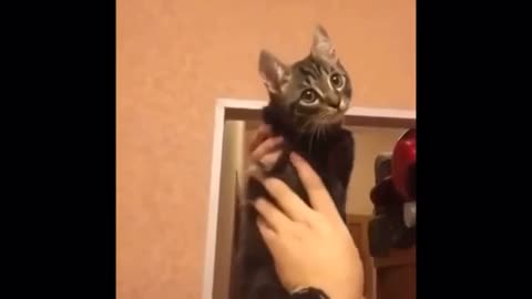 Funny Cute Cat - Try Not To Laugh...