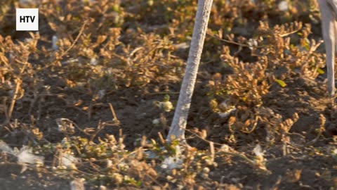 Cheetah & African Wildlife #10 - Amazing Big Cats and Safari Life