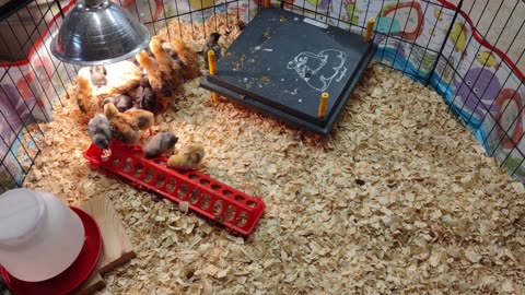 New Additions! Filled my empty brooder! Got a new rooster.