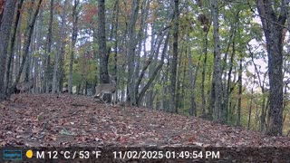 The Woods – 11/03/2025