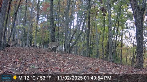 The Woods – 11/03/2025