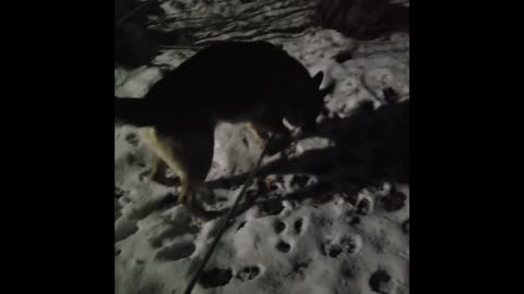 Virgil german shepherd.