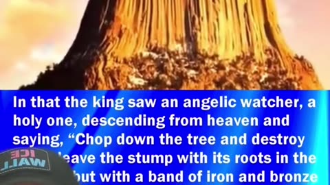 🌲 Giant Trees & Giants — The Evidence They Don’t Want You to See