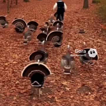 Puritan Pete and the Turkey Terror