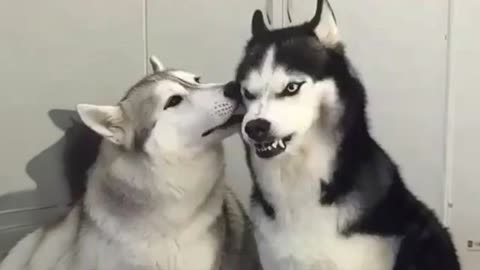 No one does drama like a Husky! 🤣