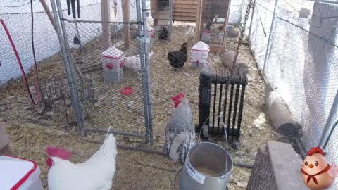 Chicken Live Stream