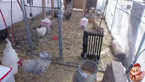 Chicken Live Stream