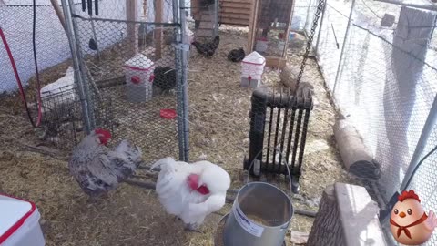 Chicken Live Stream