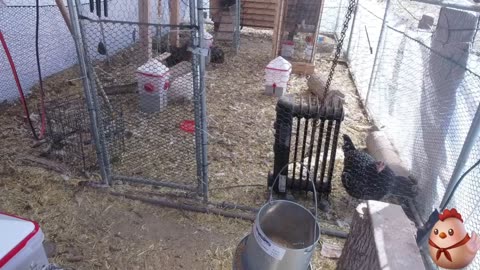 Chicken Live Stream