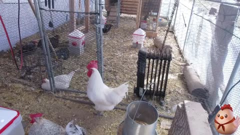 Chicken Live Stream