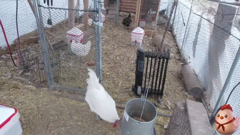 Chicken Live Stream