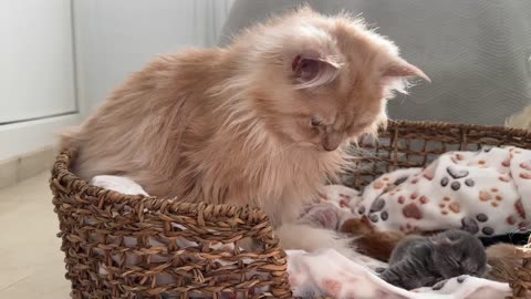 Dad Cat Takes Care of his Newborn Tiny Kittens