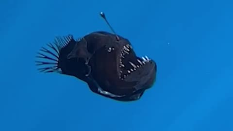 Rare deep sea fish known as the black seadevil captured on camera