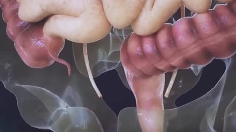 How Food Is Converted Into Poop Inside Human Body